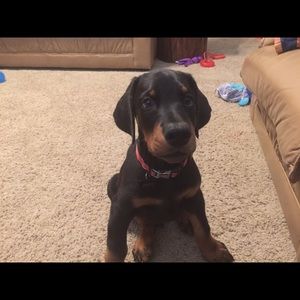 Meet your Posher, Nancy