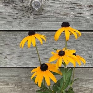 Meet your Posher, Ciara