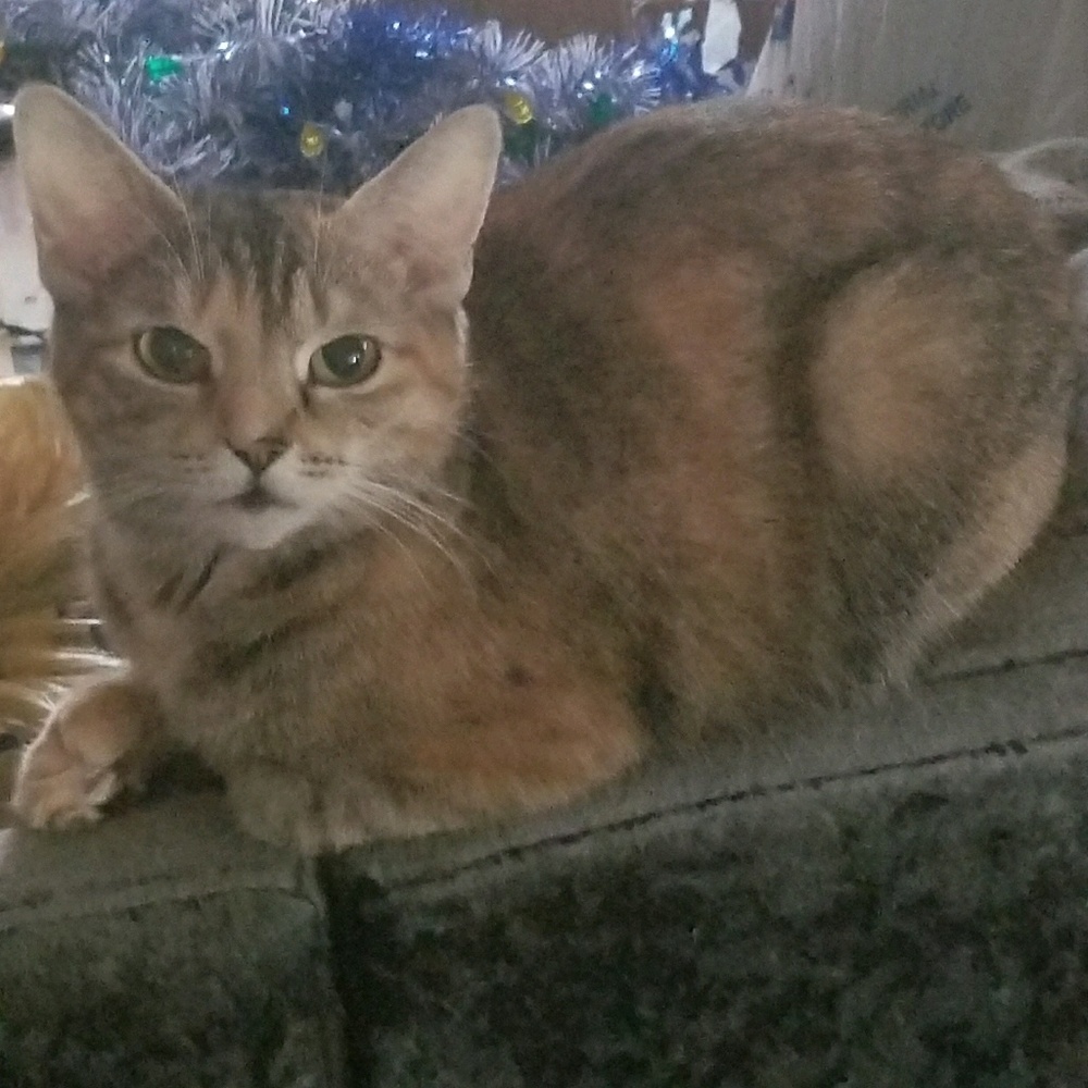 Meet your Posher, Bebe