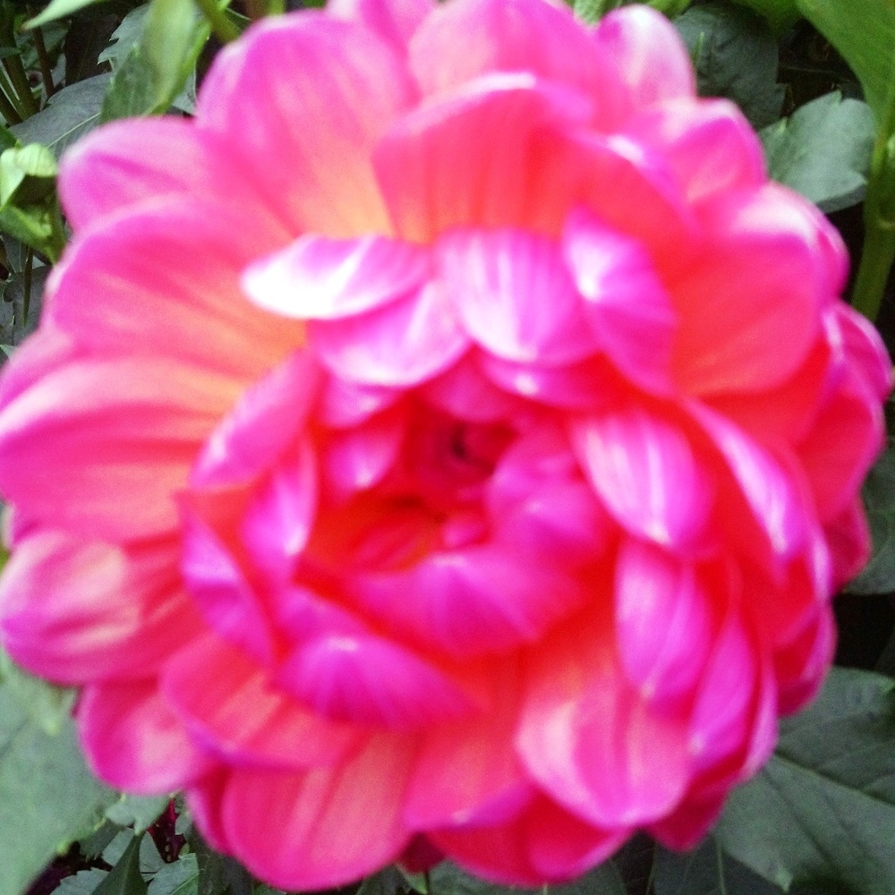 Meet your Posher, Lisa