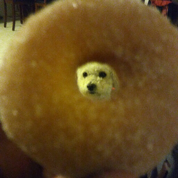 Meet your Posher, Erika - Picture 1 of 1