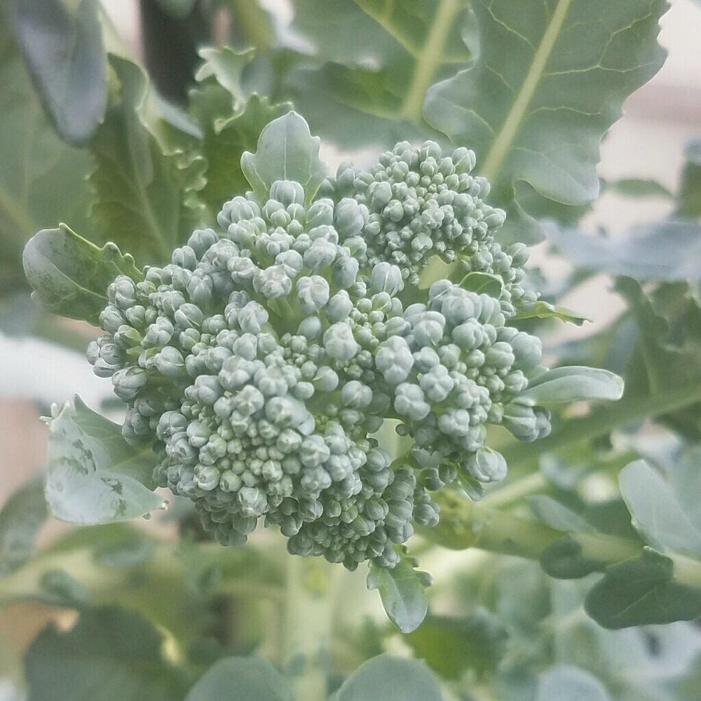 Meet your Posher, Tessa