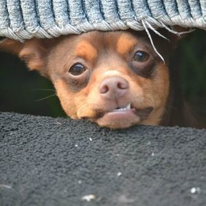 Meet your Posher, Chandler