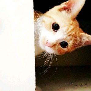 Meet your Posher, Jess