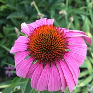 Meet your Posher, Molly