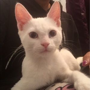 Meet your Posher, Naomi