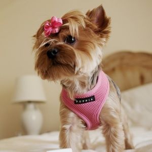 Meet your Posher, Janet