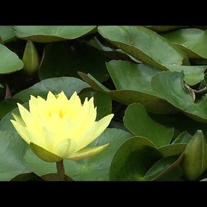 Meet your Posher, Pat