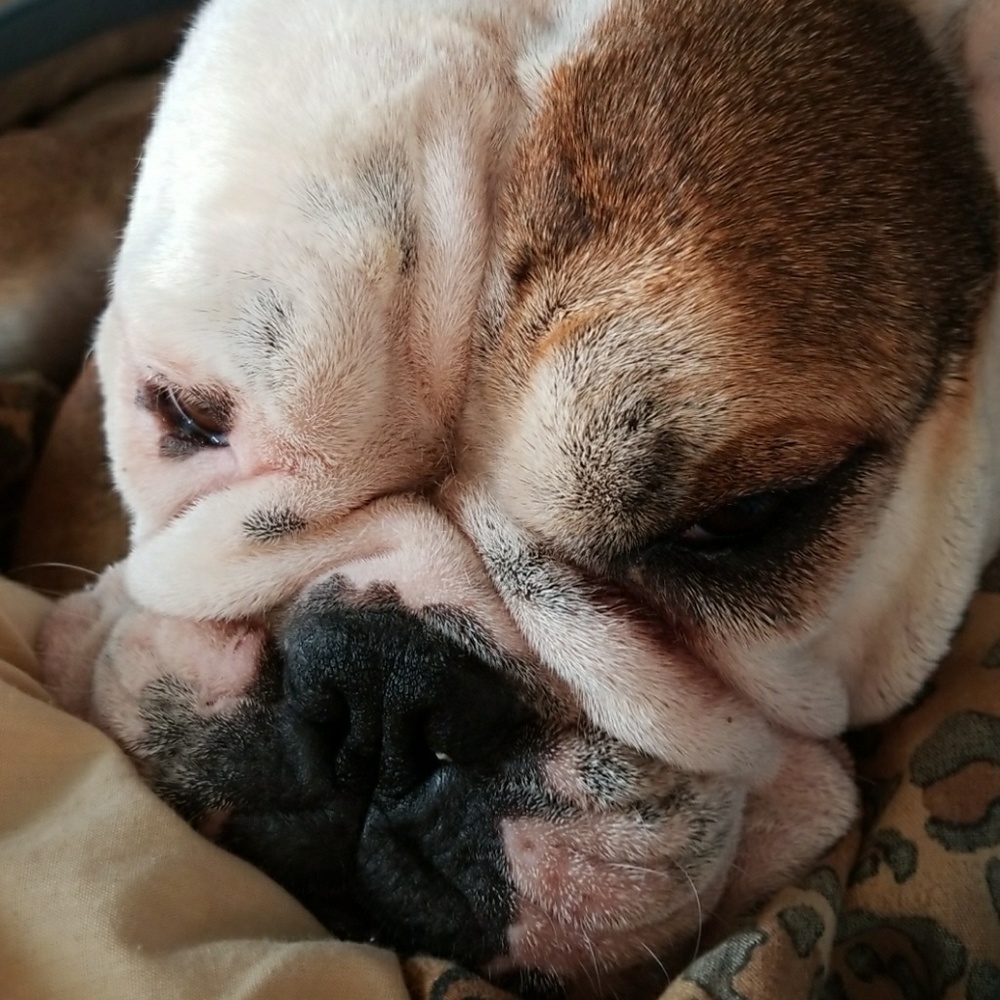 English Bulldog not for sale