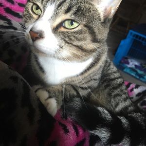 Meet your Posher, Alexis