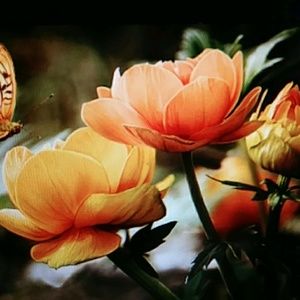 Meet your Posher, Yolanda