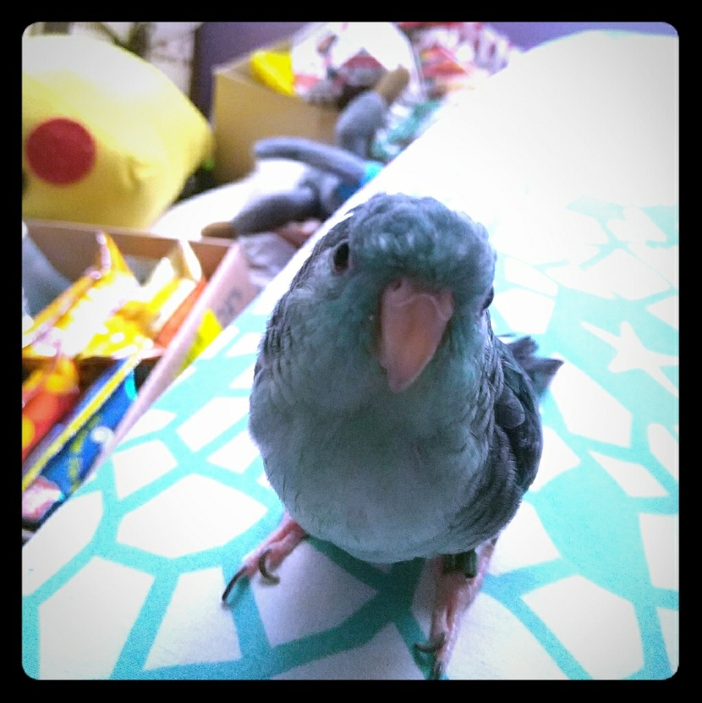 Meet your Posher, budgieboo.