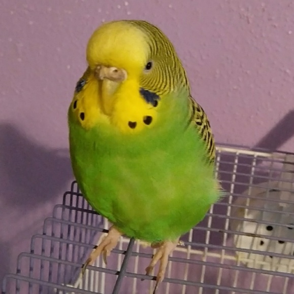 Meet your Posher, budgieboo. - Picture 2 of 2