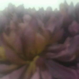 Meet your Posher, Elisha