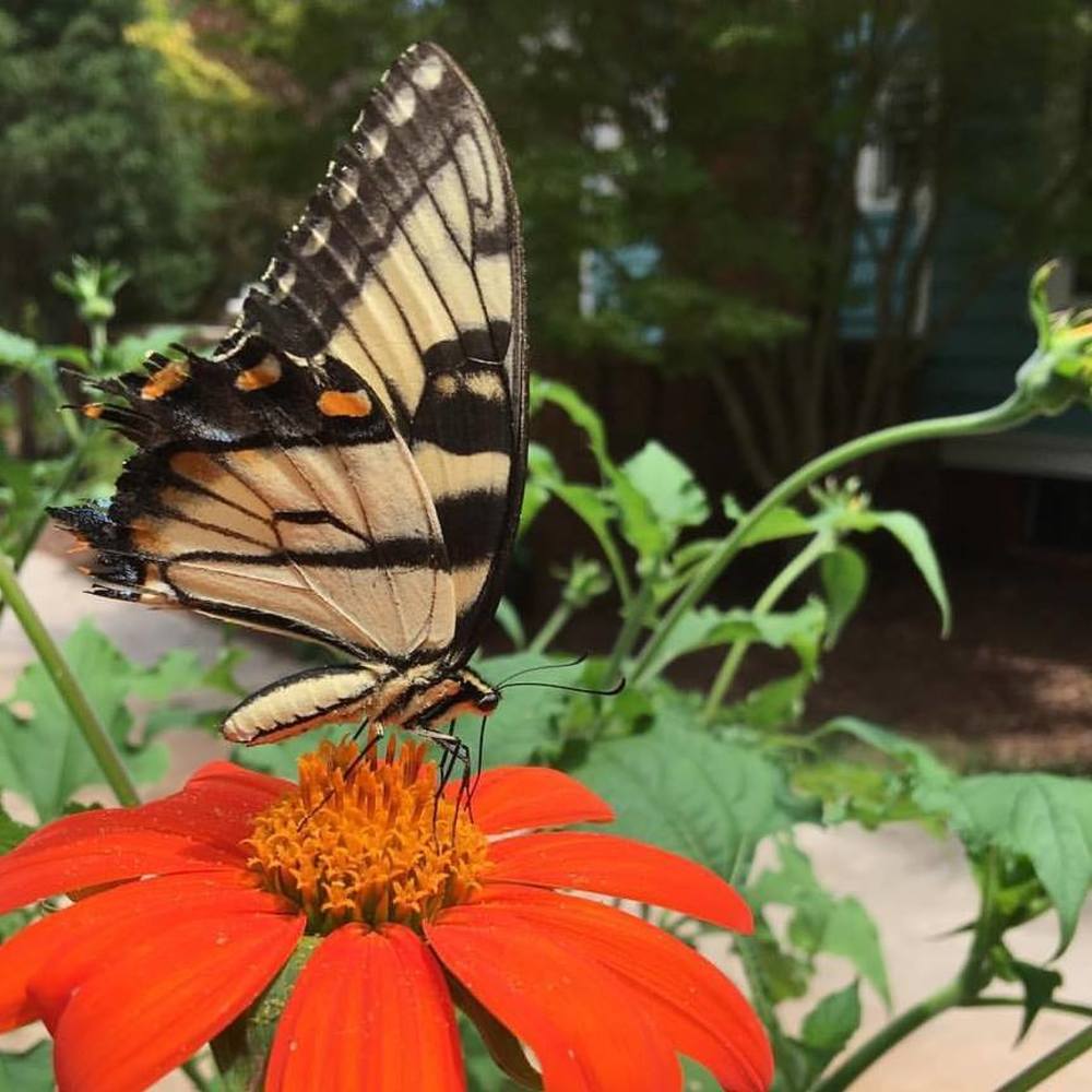 Meet your Posher, Julie