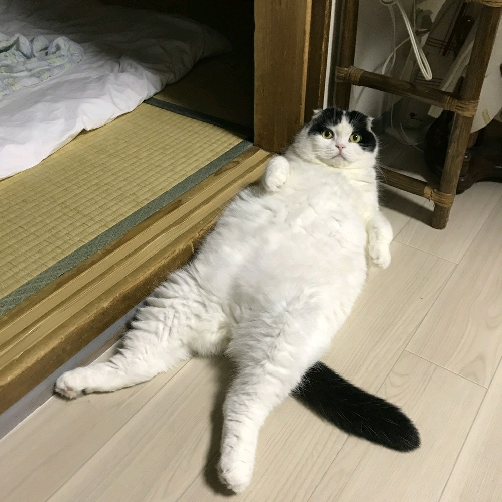 hi