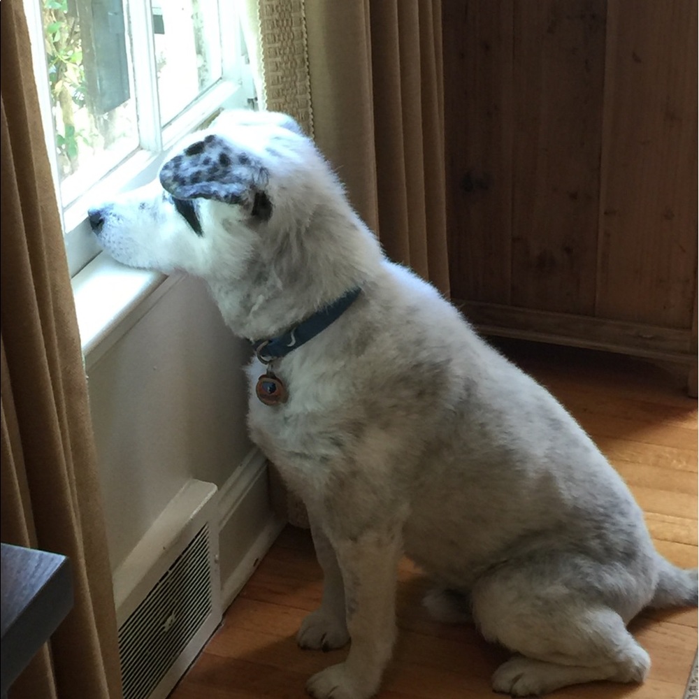 Meet your Posher, Rachel