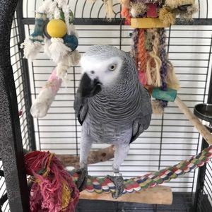 Meet your Posher, David