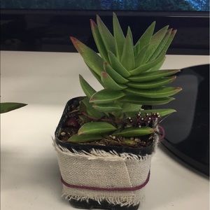 Meet your Posher, Banana