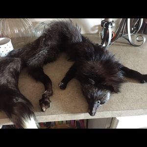 Vintage Pelt  from 1940's