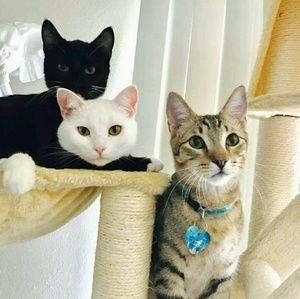 Meet your Posher, Kelsi