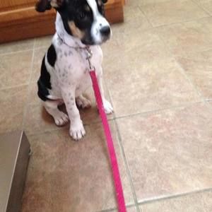 Meet your Posher, Bobbie