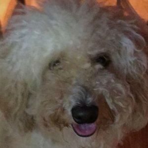 Meet your Posher, Nico