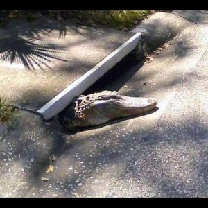 Meet your Posher, Leslie