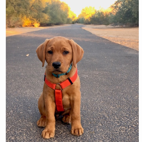 Meet your Posher, Chelsea - Picture 4 of 7