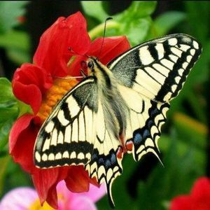 Meet your Posher, Consuelo