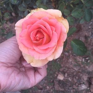 Meet your Posher, Ailene