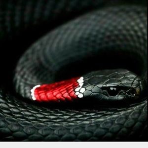 Meet your Posher, Beerus