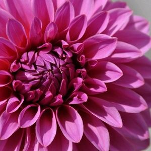 Meet your Posher, Camille