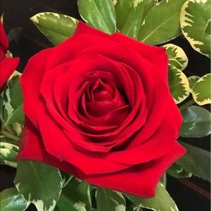 Meet your Posher, Jenifer