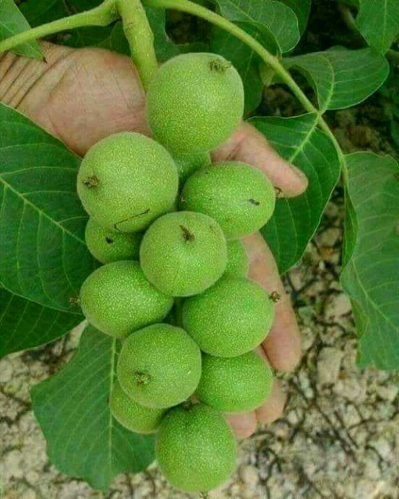 Meet your Posher, Malik