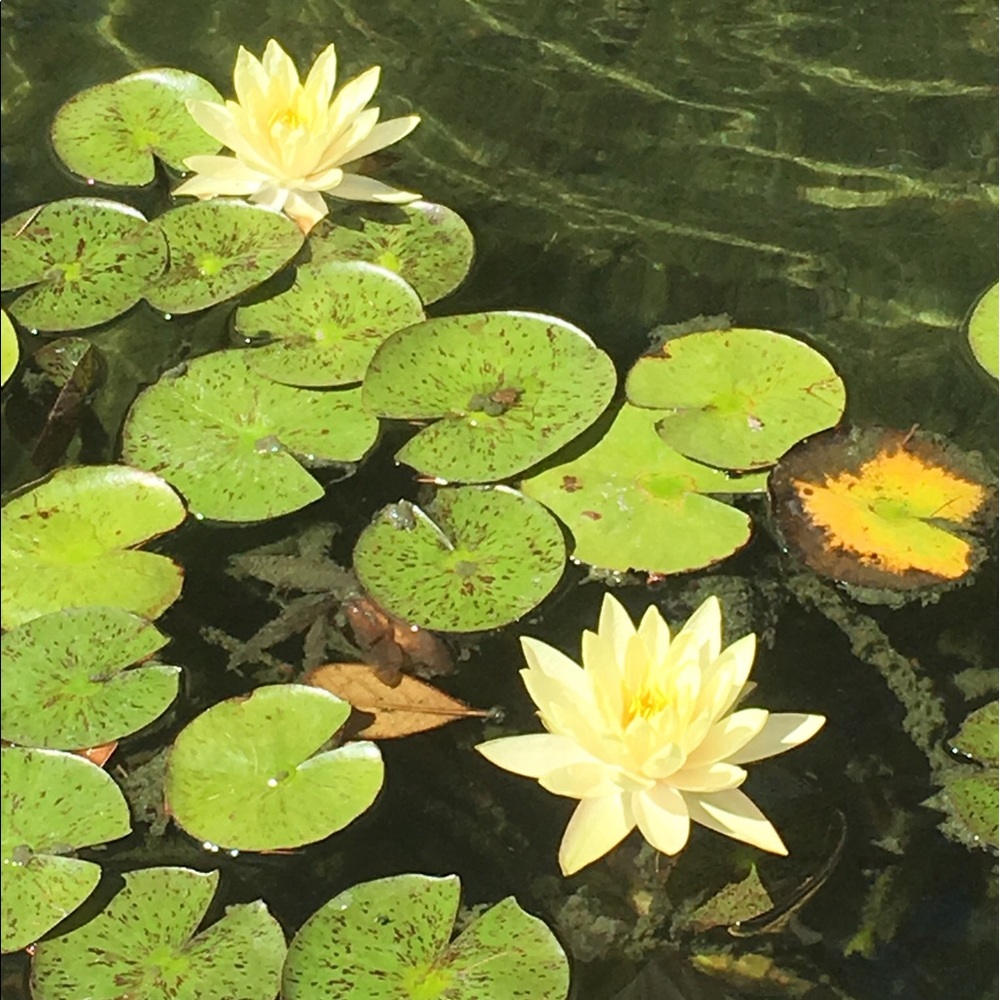 Meet your Posher, Regina