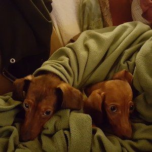 Meet your Posher, Laurie