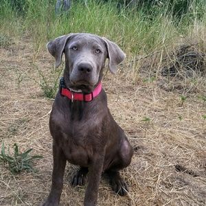 Meet your Posher, Val