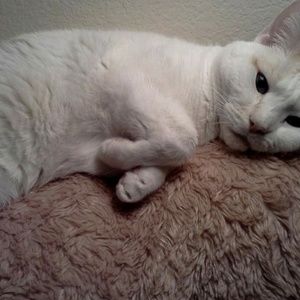 Meet your Posher, Joyce