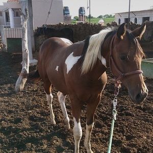 Meet your Posher, Gustavo