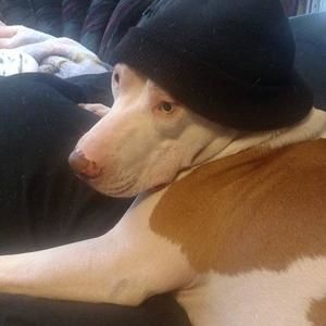 Meet your Posher, Joshua