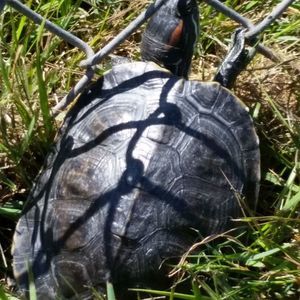 Meet your Posher, Tamia