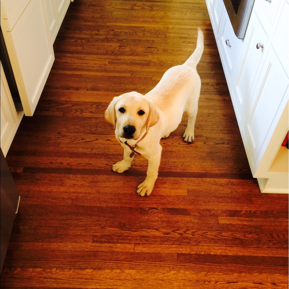 Meet your Posher, Constance
