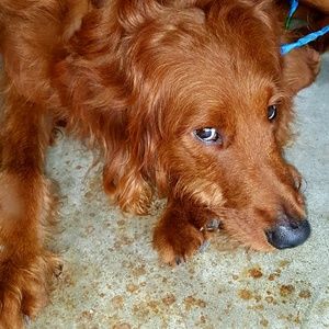 Meet your Posher, Lacy