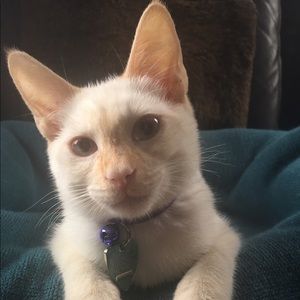 Meet your Posher, Todd