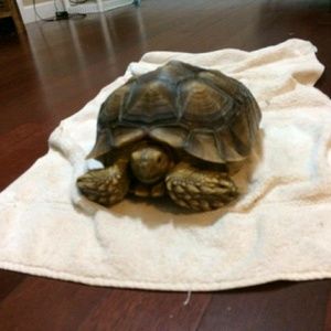 Meet your Posher, Shantel