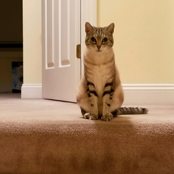 Meet your Posher, Amy - Picture 1 of 1