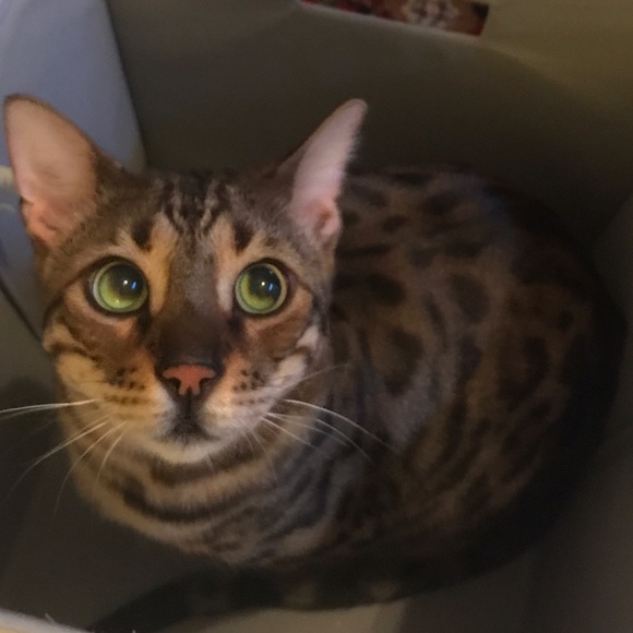 Meet your Posher, Sofia - Picture 1 of 2