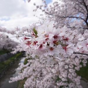 Meet your Posher, Xiaohang