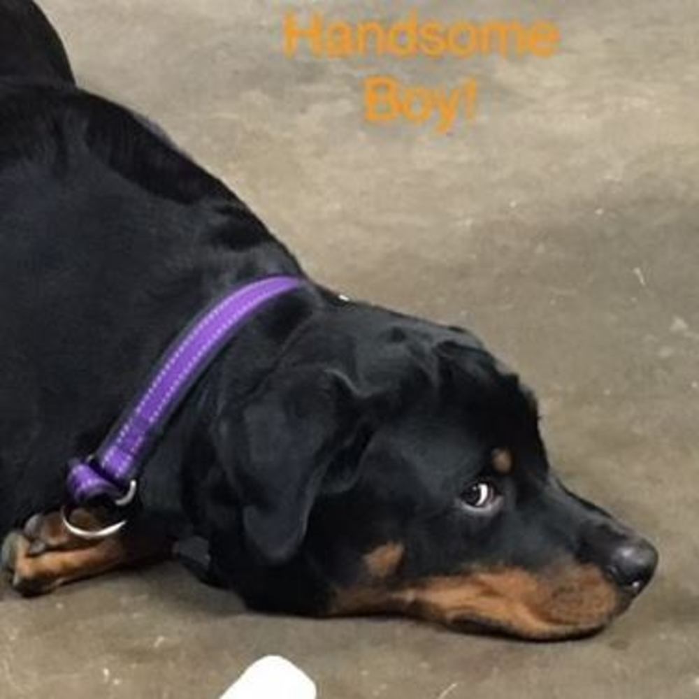 Meet your Posher, Dawn